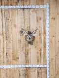 4x4 Whitetail Shoulder Mount Taxidermy