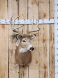 4x4 Whitetail Shoulder Mount Taxidermy