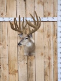 6x7 Reproduction Whitetail Shoulder Mount Taxidermy