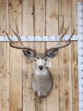 5x5 Mule Deer Shoulder Mount Taxidermy