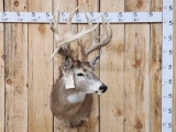 Main Frame 4x4 Whitetail Shoulder Mount Taxidermy