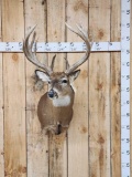 14 Point Whitetail Shoulder Mount Taxidermy