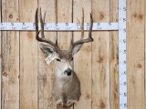 5x5 Mule Deer Shoulder Mount Taxidermy