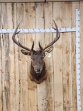 6x5 Elk Shoulder Mount Taxidermy