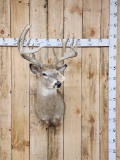 Main Frame 5x5 Whitetail Shoulder Mount Taxidermy