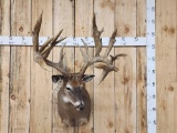 Huge Nontypical Whitetail Shoulder Mount Taxidermy
