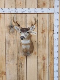 Sitka Blacktail Deer Shoulder Mount Taxidermy