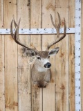 5x5 Mule Deer Shoulder Mount Taxidermy