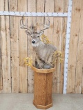 5x5 Whitetail Pedestal Taxidermy Mount
