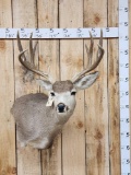 5x5 Mule Deer Shoulder Mount Taxidermy