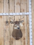 4x4 Whitetail Shoulder Mount Taxidermy