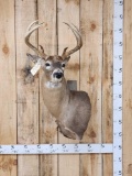 4x4 Whitetail Shoulder Mount Taxidermy