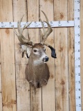 Double Droptine Whitetail Shoulder Mount Taxidermy