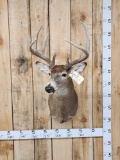 4x5 Whitetail Shoulder Mount Taxidermy