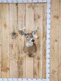 5x5 Whitetail Shoulder Mount Taxidermy