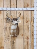 Sitka Blacktail Deer Shoulder Mount Taxidermy