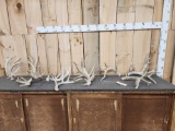 17.4 Lbs Of Whitetail Shed Antlers