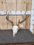 4x5 Whitetail Antlers On Skull