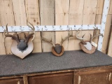 3 Sets Of Whitetail Antlers On Plaques