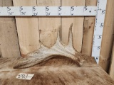 Freak Nontypical Moose Shed Antler