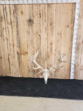 Big Red Stag Antlers On Skull