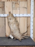 16.4 Lbs Alaskan Moose Shed Antler