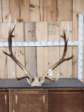 6x6 Elk Antlers On Skull Plate