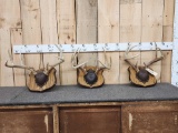 3 Sets Of Whitetail Antlers On Plaques