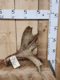 4 Lbs Self Standing Moose Shed Antler
