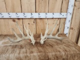 Main Frame 5x5 Whitetail Shed Antlers
