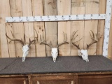 3 Sets Of Whitetail Antlers On Skull