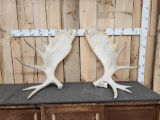 Matched Set Of Alaskan Moose Antlers