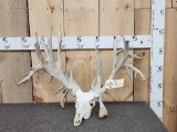 Giant 300 Class Whitetail Antlers Mounted On Skull