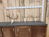 3 Sets Of Whitetail Antlers On Skull