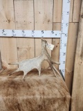 6.6 Lbs Self Standing Moose Shed Antler