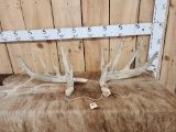 200 Class Whitetail Shed Antlers