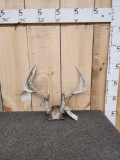 5x5 Whitetail Antlers On Skull Plate