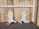 Set Of Alaskan Moose Antlers 13.6 Lbs