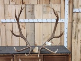 6x6 Elk Antlers On Skull Plate