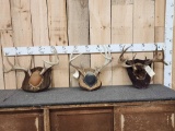3 Sets Of Whitetail Antlers On Plaques