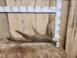 8.4 Lbs Moose Shed Antler