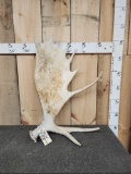 11 Lbs Alaskan Moose Shed Antler