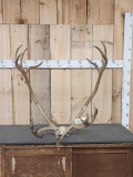 Set of Caribou Antlers On Skull Plate