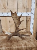7 Lbs Self Standing Moose Shed Antler