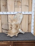 18 Lbs Alaskan Moose Shed Antler