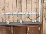 3 Sets Of Mule Deer Antlers
