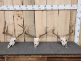 3 Sets Of Whitetail Antlers On Skull