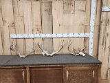 3 Sets Of Whitetail Antlers On Skull Plate