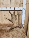 5.2 Lbs Self Standing Moose Shed Antler