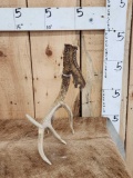 Nontypical Self Standing Whitetail Shed Antler